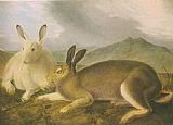 Arctic Hare by John James Audubon